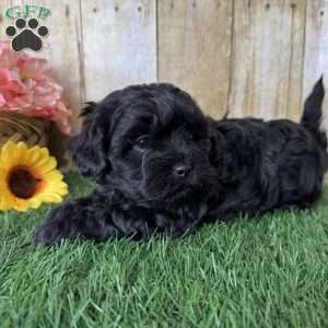 Licorice, Shih-Poo Puppy